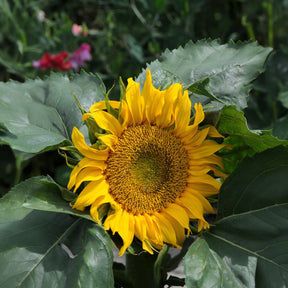 Helianthus annuus Sunspot - Tournesol à fleur simple naine Sunspot - Tournesol - Helianthus