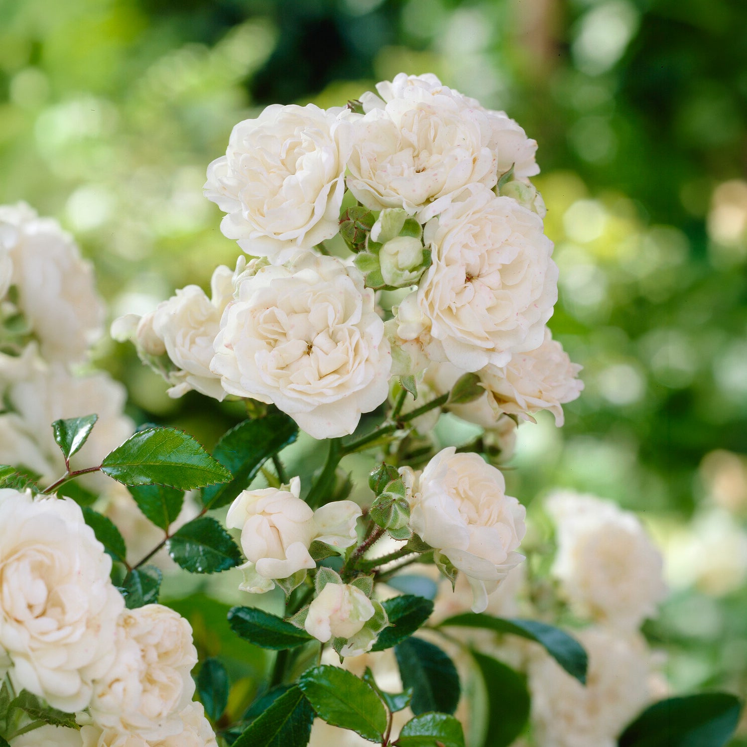 Rosier  Crystal Fairy ® - Willemse