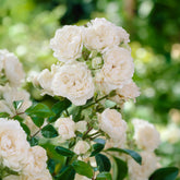 Rosier  Crystal Fairy ® - Willemse