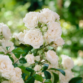 Rosier  Crystal Fairy ® - Willemse