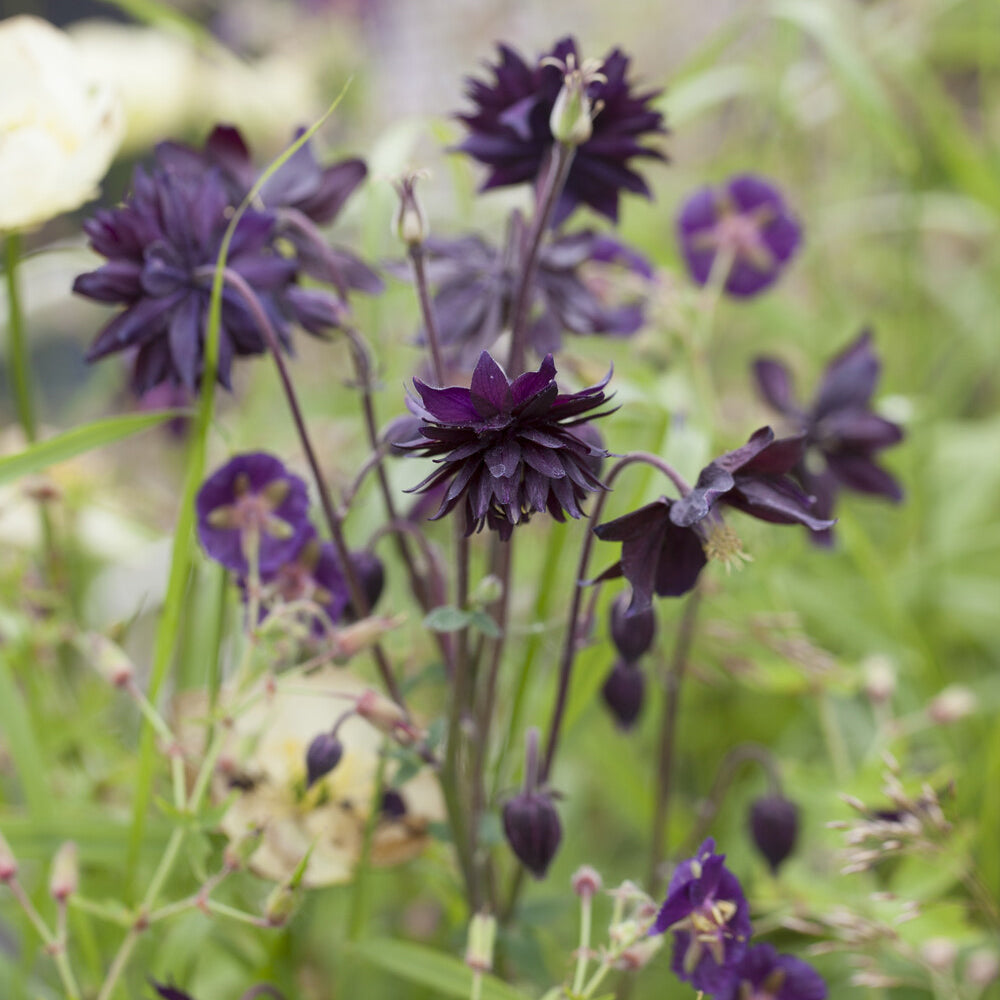 Vente Ancolie des jardins Black Barlow