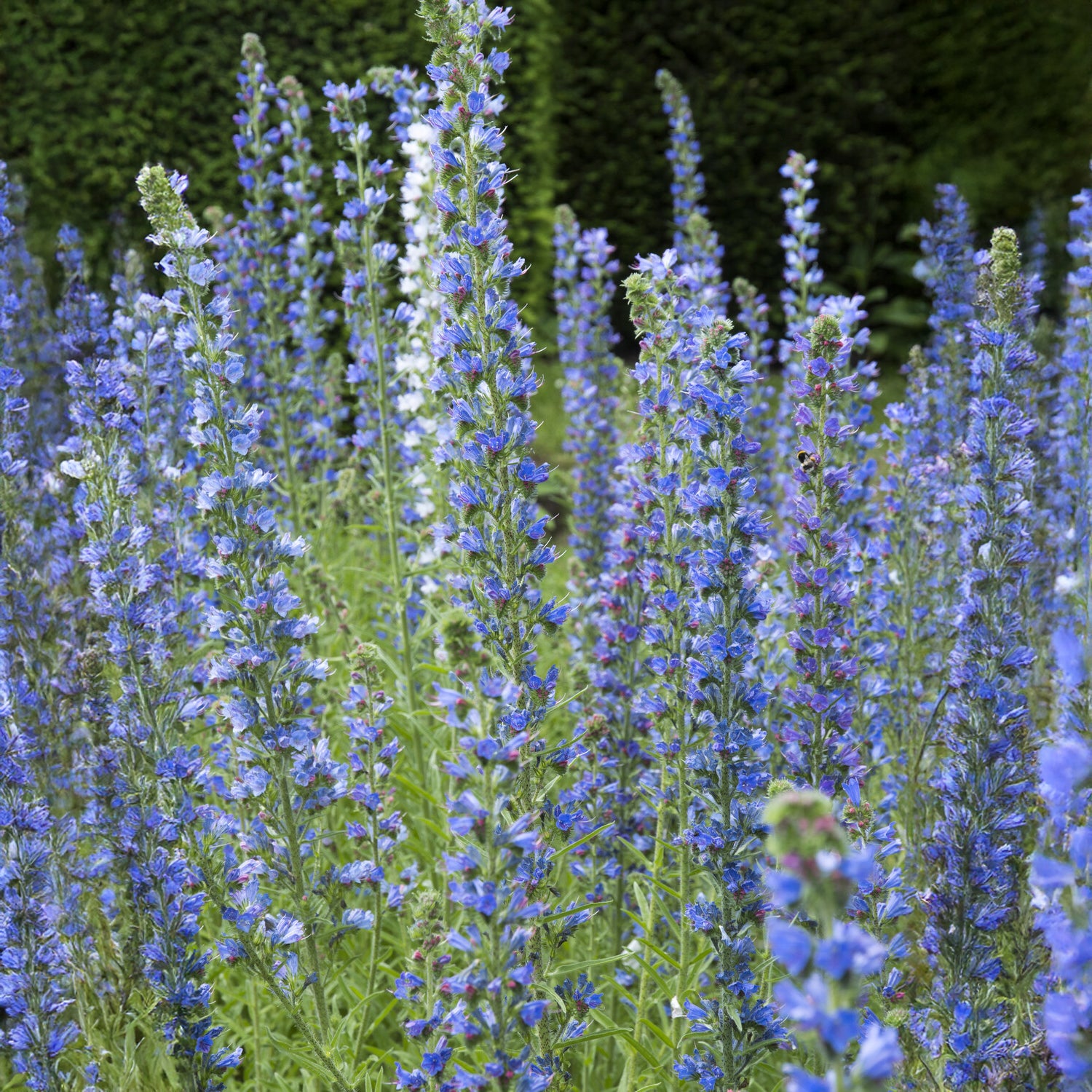 Echium vulgare - Vipérine commune - Echium vulgare - Vipérine commune - Fleurs vivaces