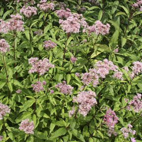 Eupatoire chanvrine - Willemse