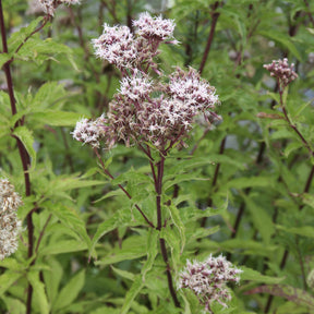 Eupatorium cannabinum - Eupatoire chanvrine - Eupatoire