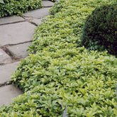 Pachysandre - Willemse