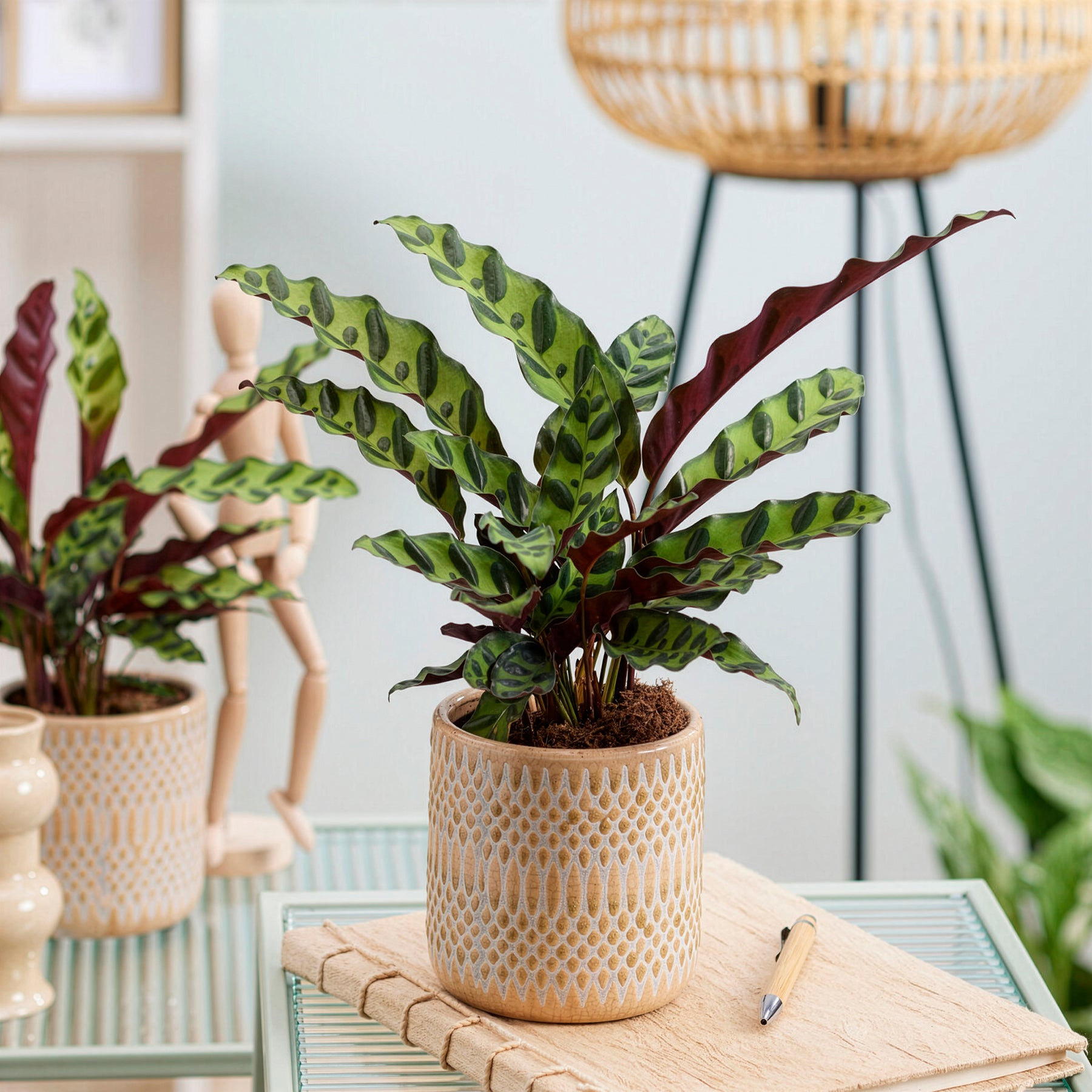 Calathéa Insigne - Calathea insignis - Willemse