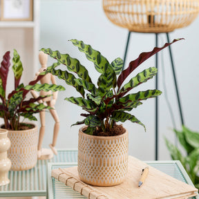 Calathéa Insigne - Calathea insignis - Willemse