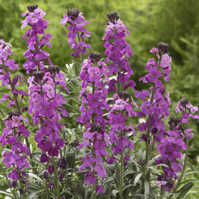 Giroflée arbustive Bowles Mauve - Erysimum linifolium Bowles Mauve - Willemse