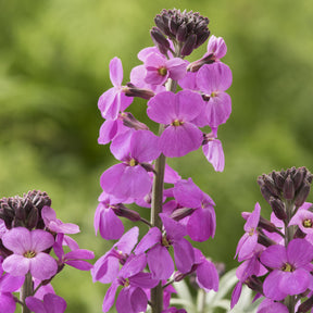 Erysimum linifolium Bowles Mauve - Giroflée arbustive Bowles Mauve - Fleurs vivaces