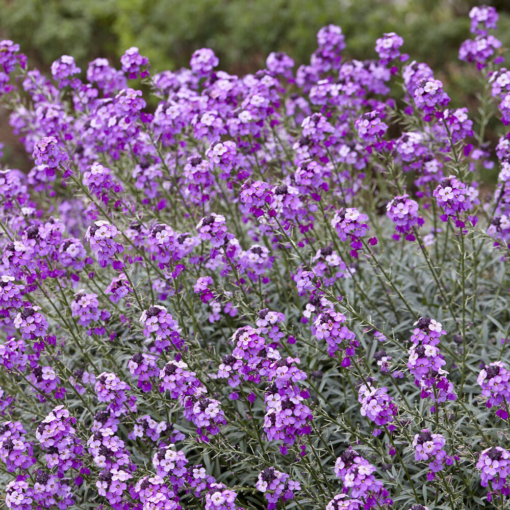 Giroflée arbustive Bowles Mauve - Fleurs vivaces - Willemse