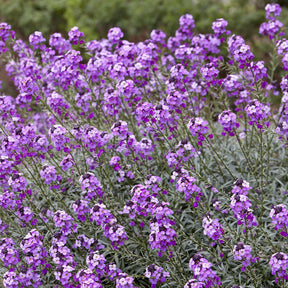 Giroflée arbustive Bowles Mauve - Fleurs vivaces - Willemse
