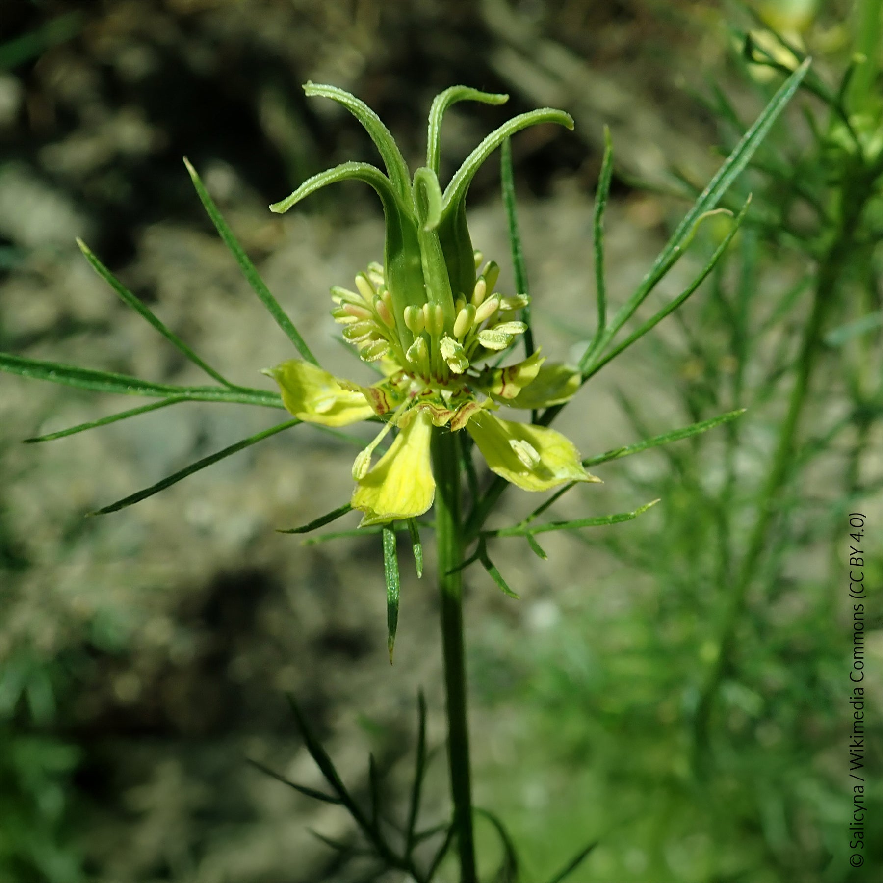 Nigelle d'Orient Transformer - Willemse