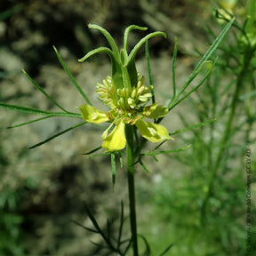 Nigelle d'Orient Transformer - Willemse