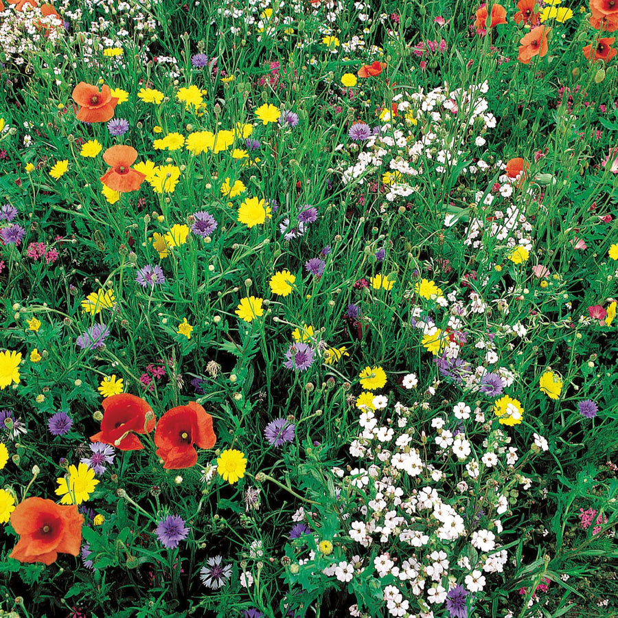 Mélange Graines Prairie Fleurie - 500 Graines - Soucis, Zinnia, Centaurée, Lin, Sauge