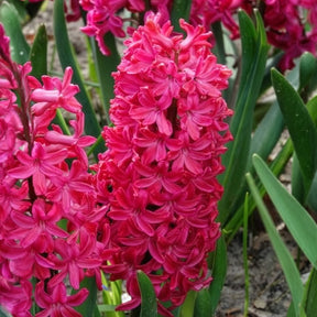 6 Jacinthes Jan Bos rouge