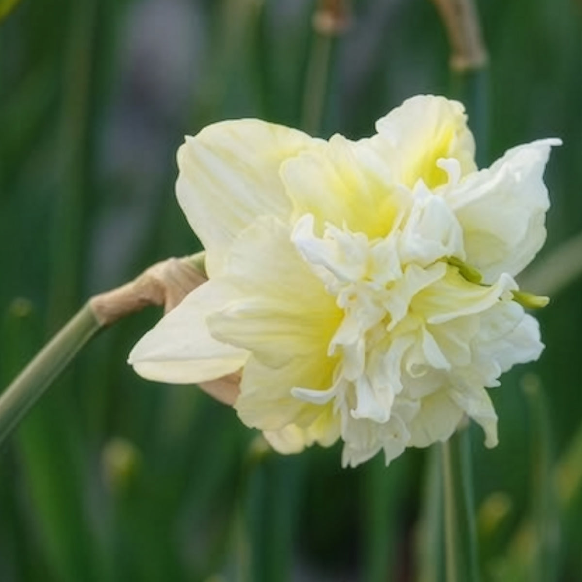10 Narcisses à fleurs doubles Obdam - Willemse