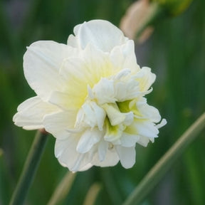 10 Narcisses à fleurs doubles Obdam - Narcissus obdam - Willemse