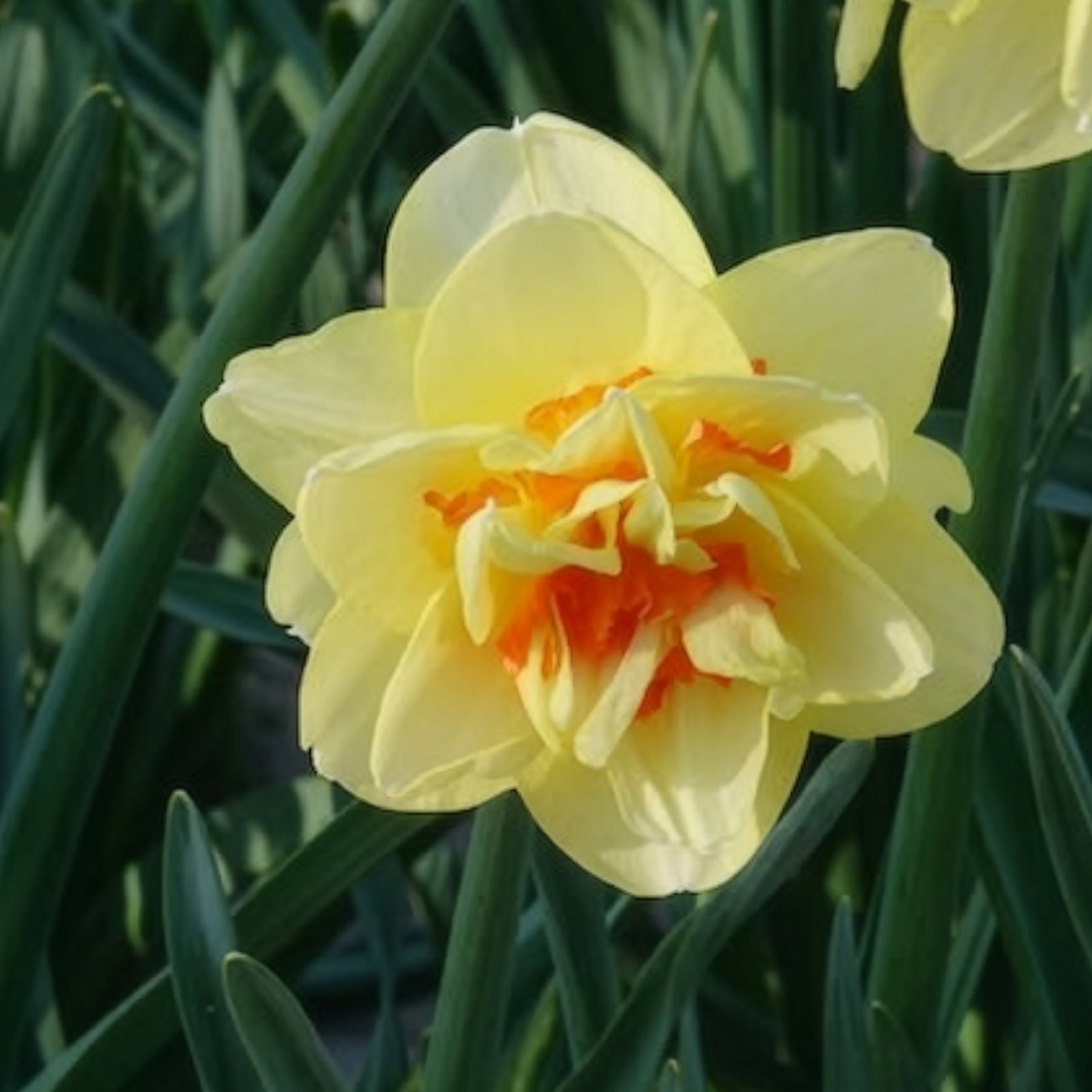Vente 10 Narcisses à fleurs doubles Tahiti - Narcissus Tahiti