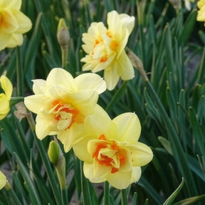 Vente 10 Narcisses à fleurs doubles Tahiti