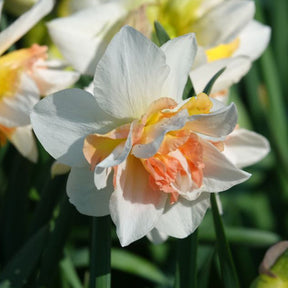 10 Narcisses à fleurs doubles Replete - Narcissus replete - Willemse