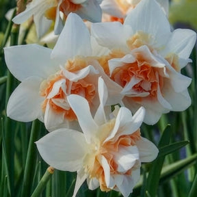 Narcisse - 10 Narcisses à fleurs doubles Replete - Narcissus replete