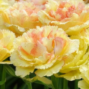 Tulipa vaya con dios - 5 Tulipes doubles frangées Vaya con Dios - Tulipe