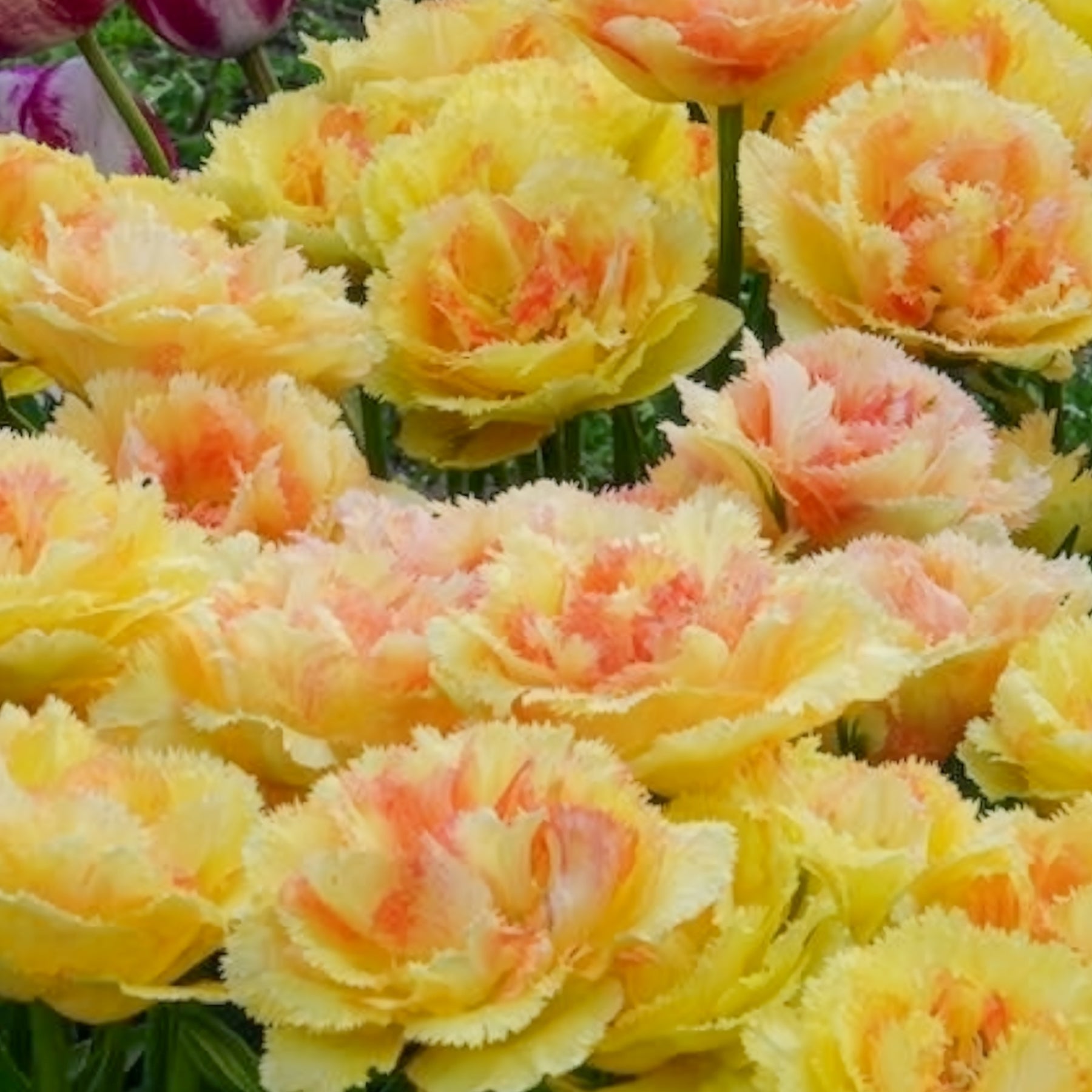 5 Tulipes doubles frangées Vaya con Dios - Willemse