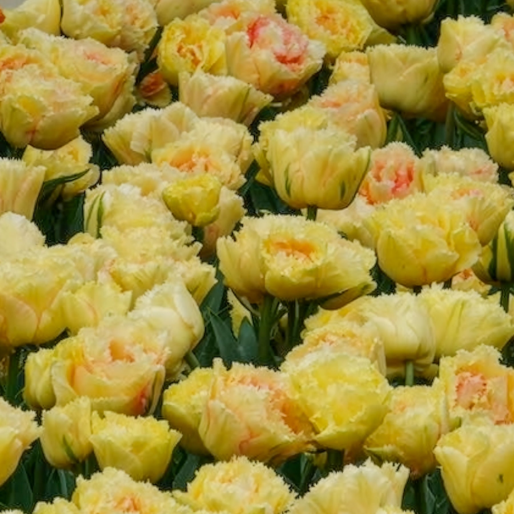 Tulipe - 5 Tulipes doubles frangées Vaya con Dios - Tulipa vaya con dios