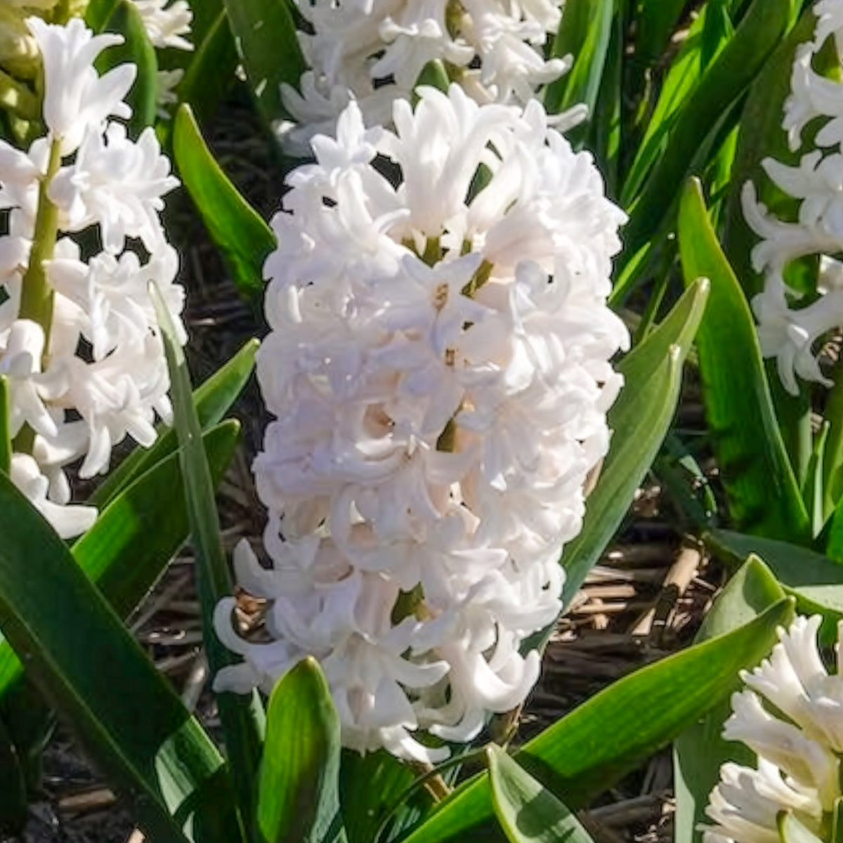 3 Jacinthes blanches - Hyacinthus orientalis - Willemse