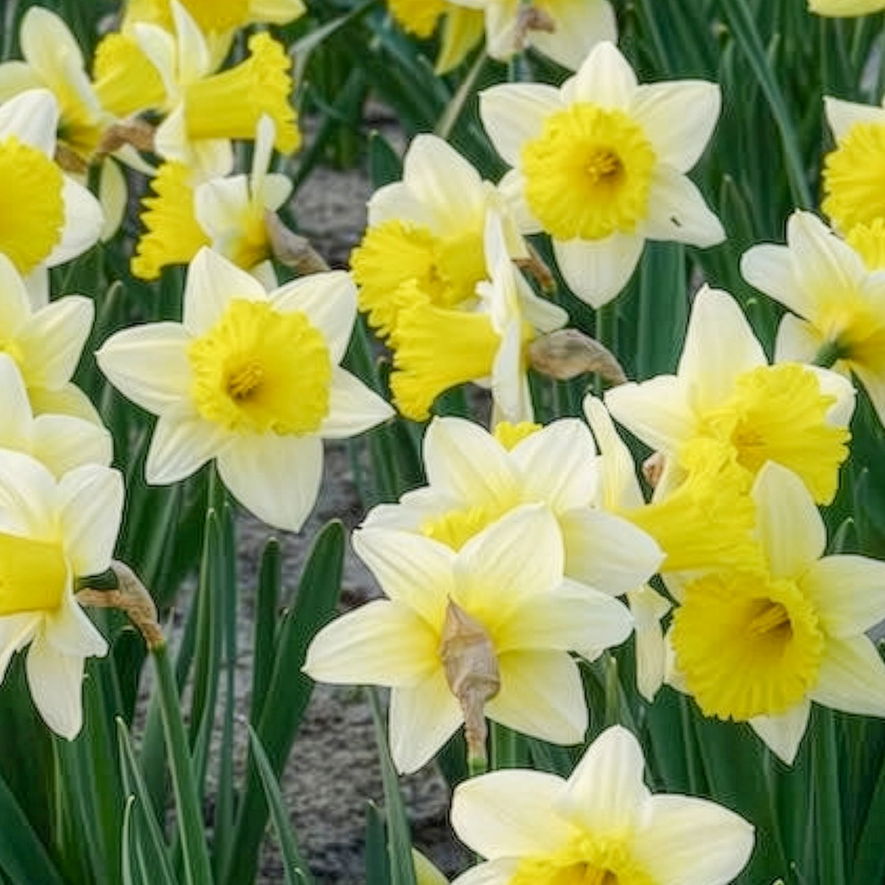 Vente Narcisse - 10 Narcisses Goblet