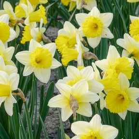 Vente Narcisse - 10 Narcisses Goblet