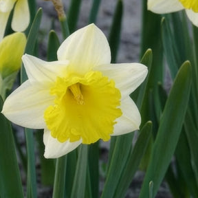 Vente 10 Narcisses Goblet