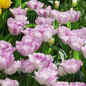 5 Tulipes à fleurs de pivoine Shirleydouble - Willemse