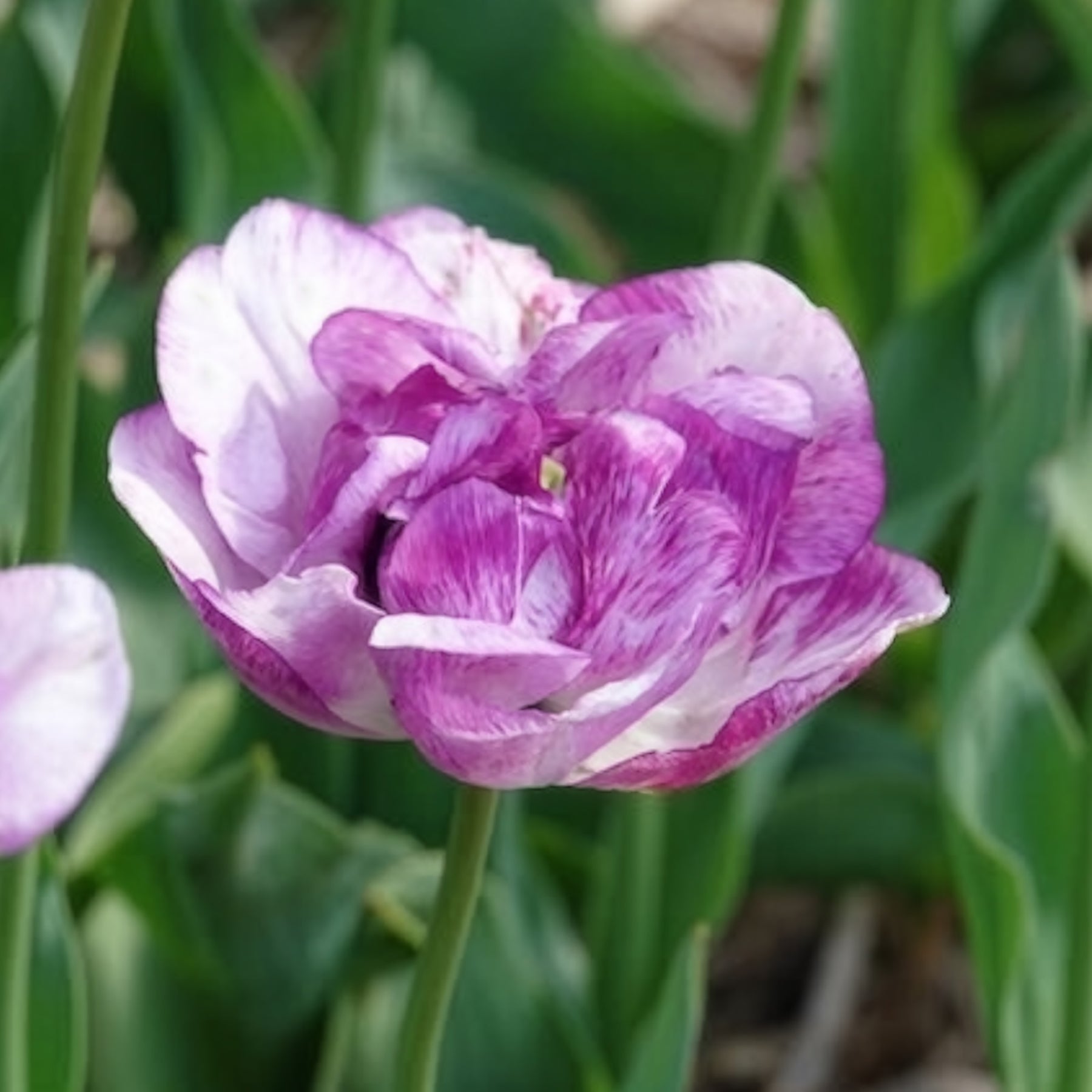 Tulipa Shirley Double - 5 Tulipes à fleurs de pivoine Shirleydouble - Tulipe
