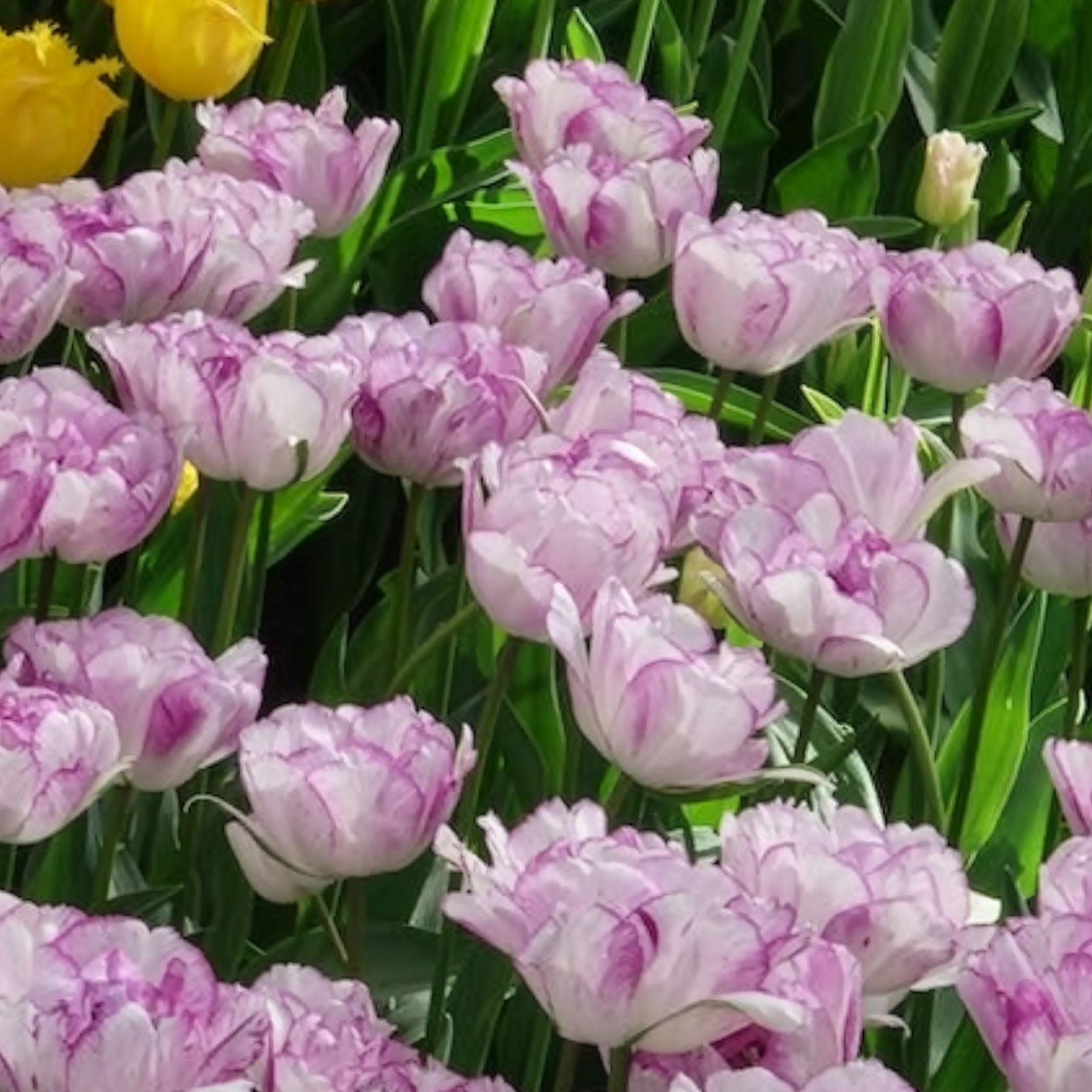 Tulipe - 5 Tulipes à fleurs de pivoine Shirleydouble - Tulipa Shirley Double