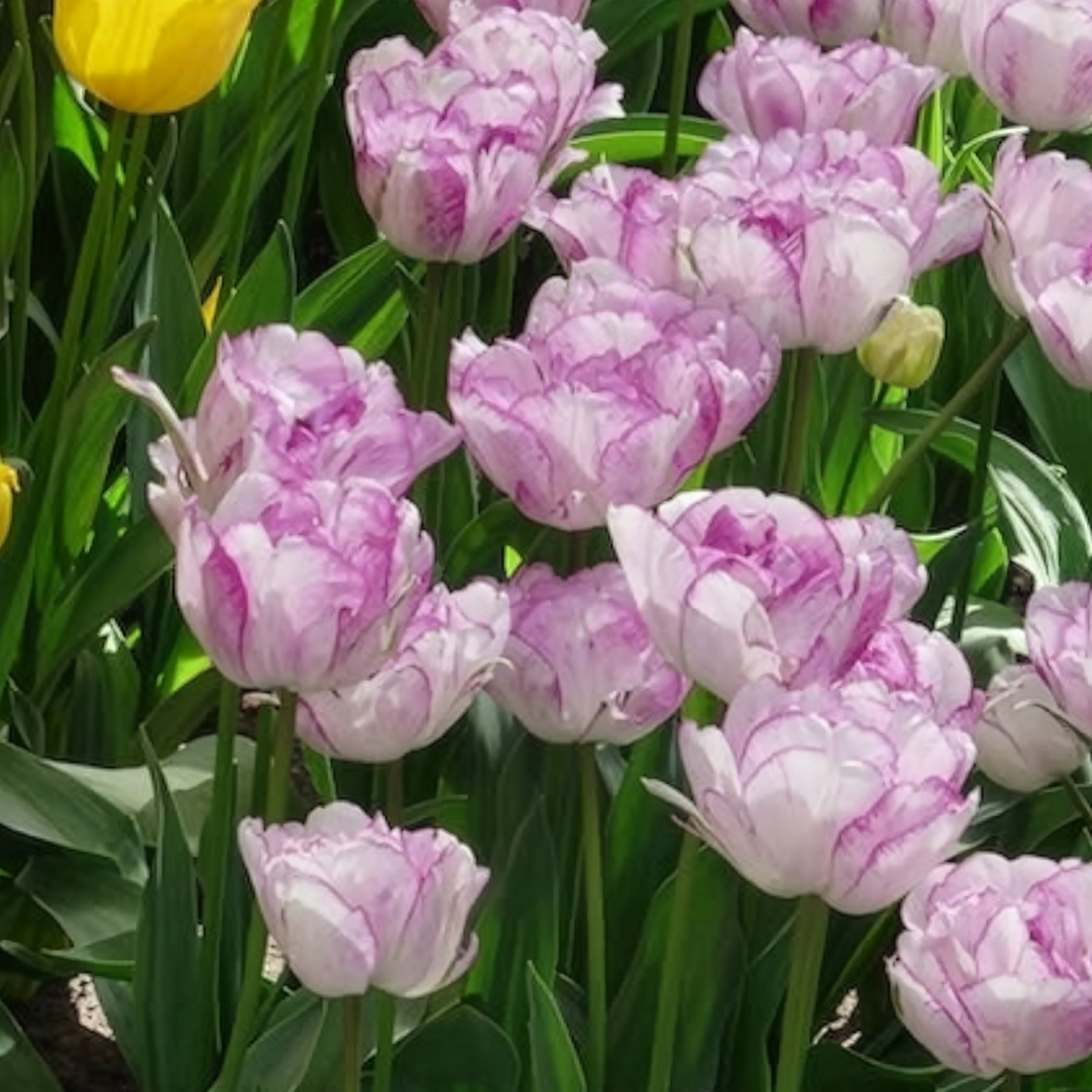 5 Tulipes à fleurs de pivoine Shirleydouble - Tulipa Shirley Double - Willemse