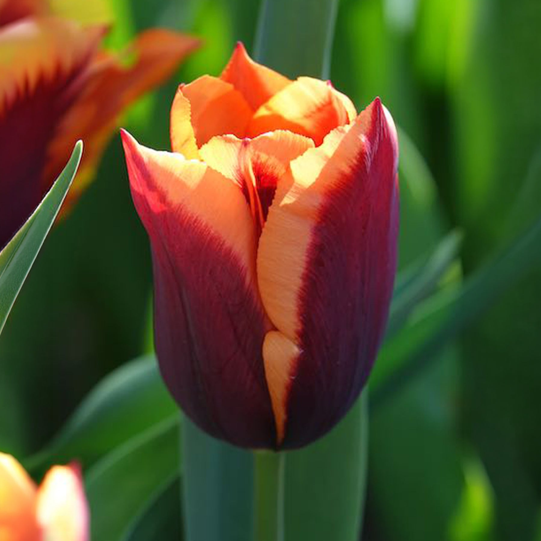 Tulipa gavota - 10 Tulipes Gavota - Tulipe