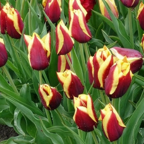 Tulipe - 10 Tulipes Gavota - Tulipa gavota