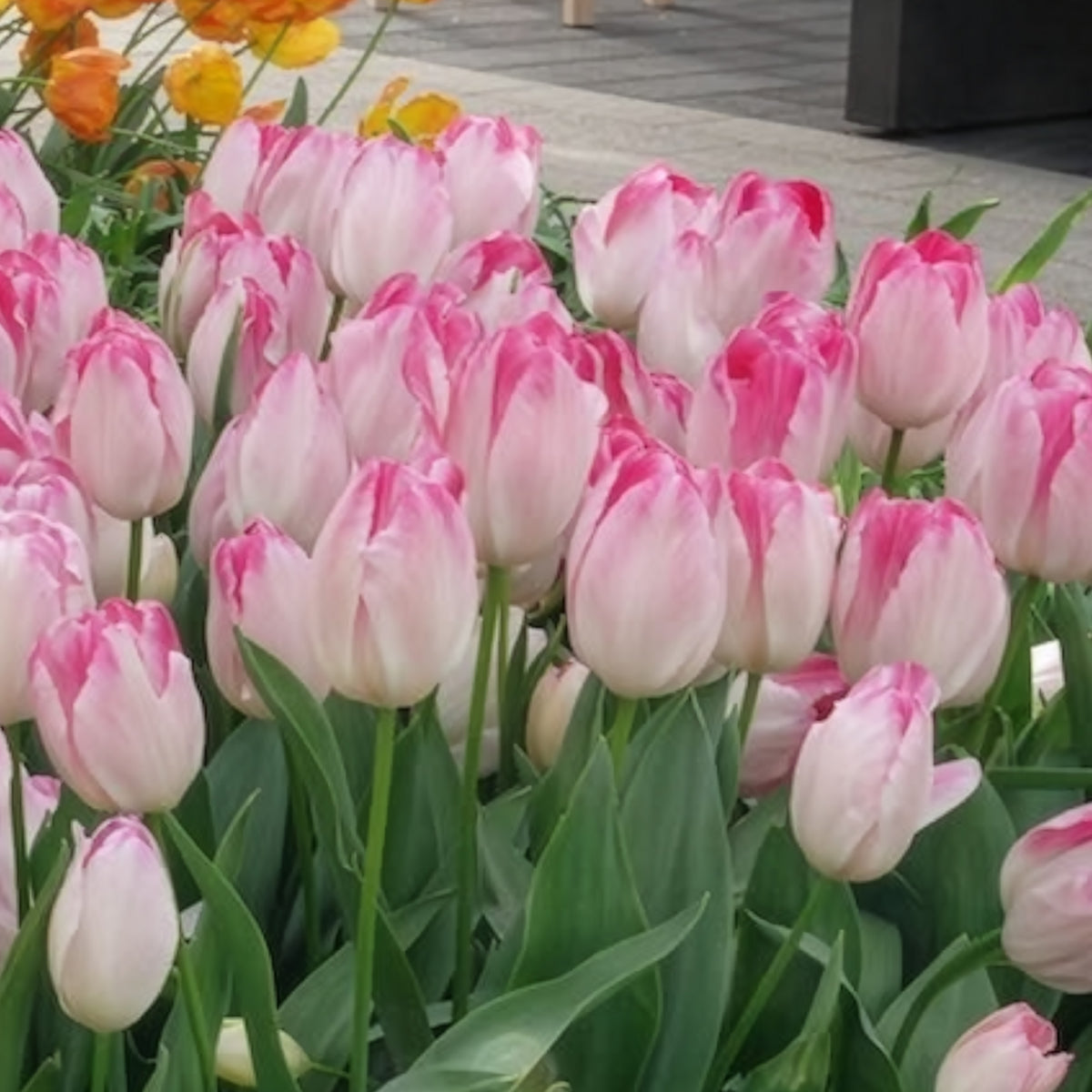 10 Tulipes Supri Erotic - Tulipa supri erotic - Willemse