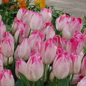 Tulipe - 10 Tulipes Supri Erotic - Tulipa supri erotic