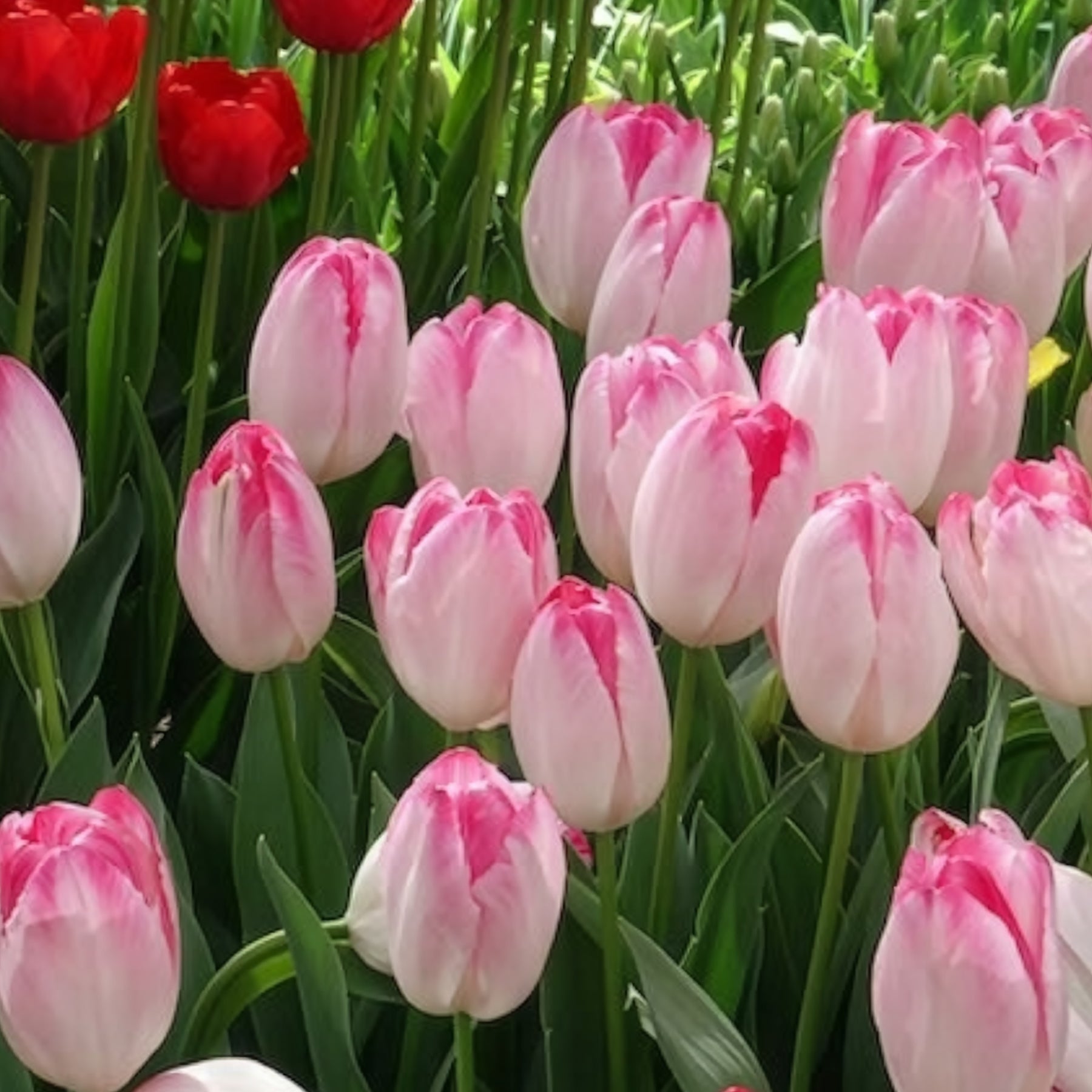10 Tulipes Supri Erotic - Tulipe - Willemse