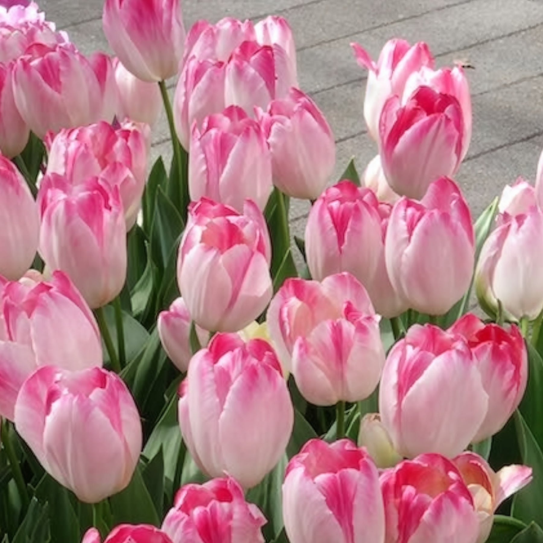 Vente 10 Tulipes Supri Erotic - Tulipe