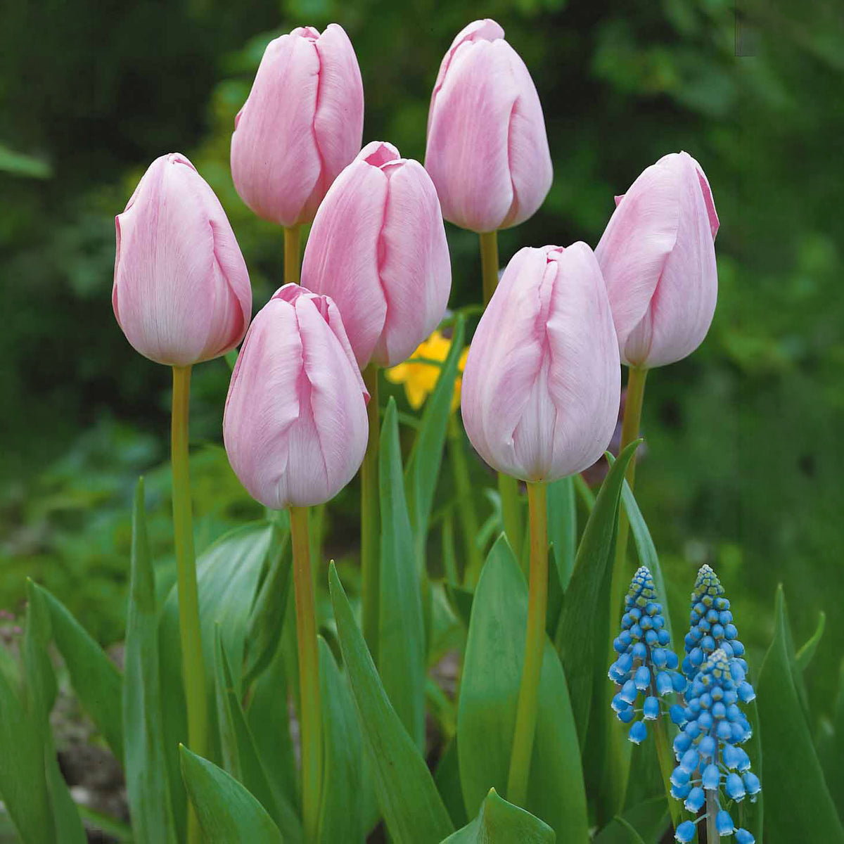 5 Tulipes longues tiges roses