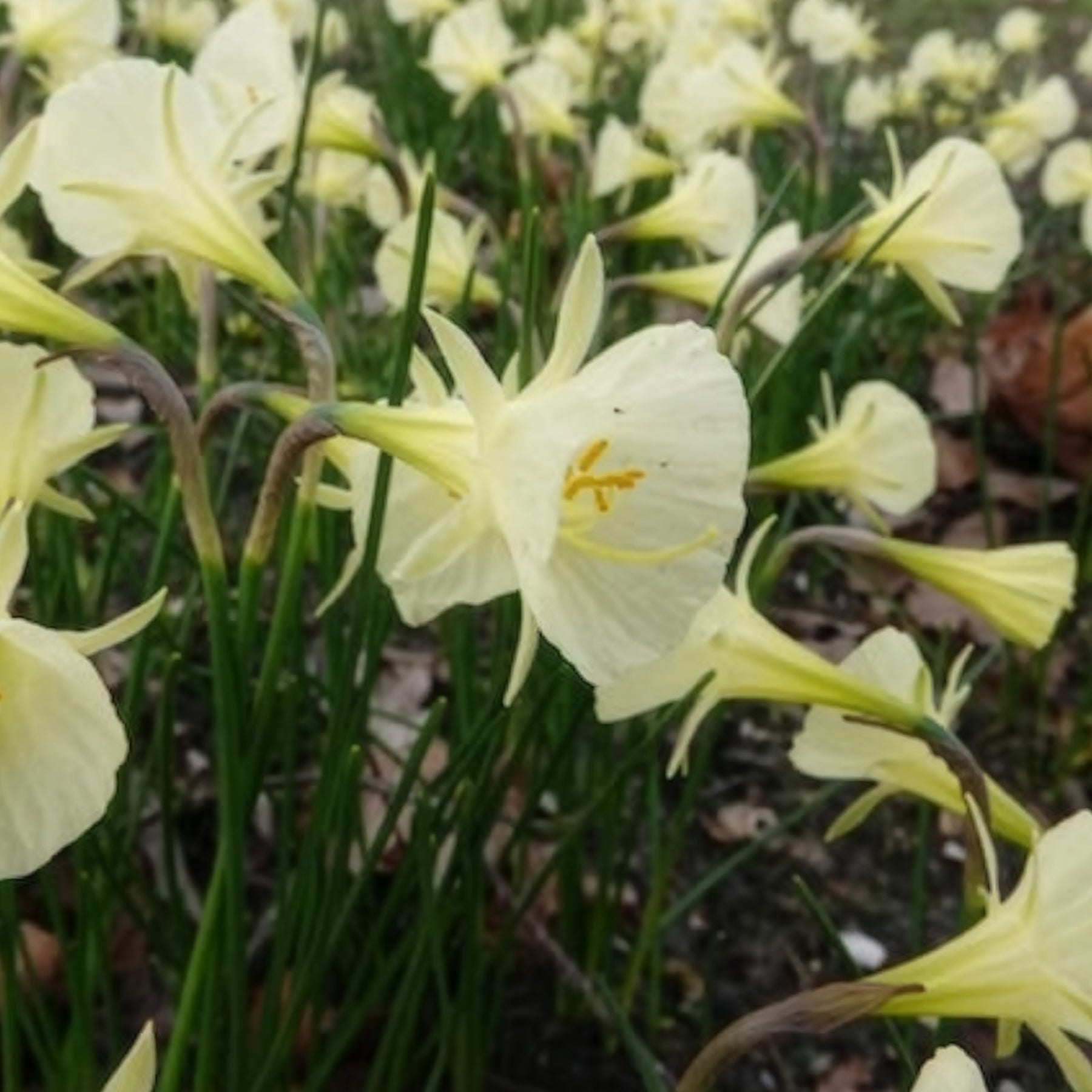 10 Narcisses Artic Bells - Narcissus artic bells - Willemse