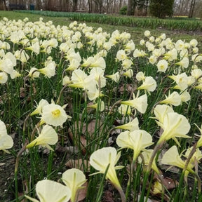 Narcissus artic bells - 10 Narcisses Artic Bells - Narcisse