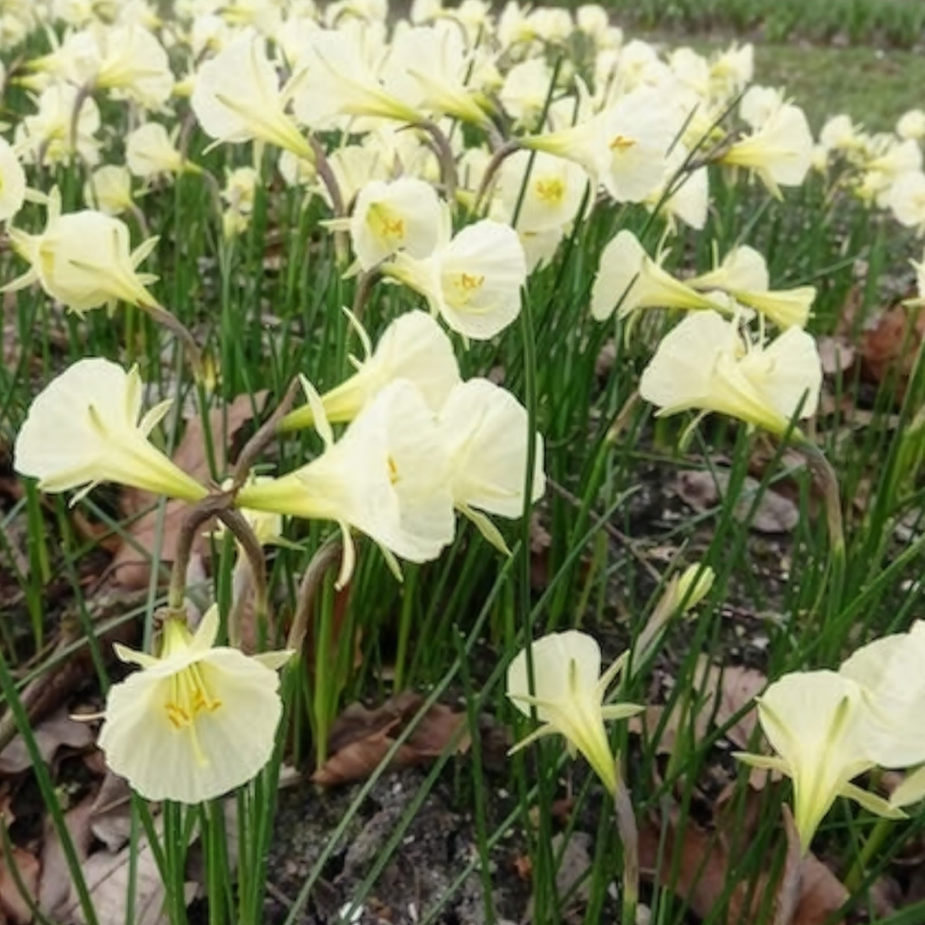 Vente 10 Narcisses Artic Bells - Narcissus artic bells