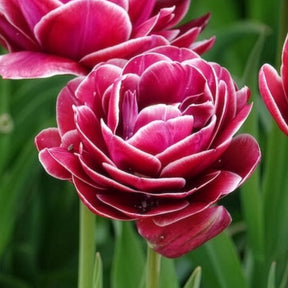 Tulipe - 7 Tulipes à fleurs de pivoine Dream Touch - Tulipa