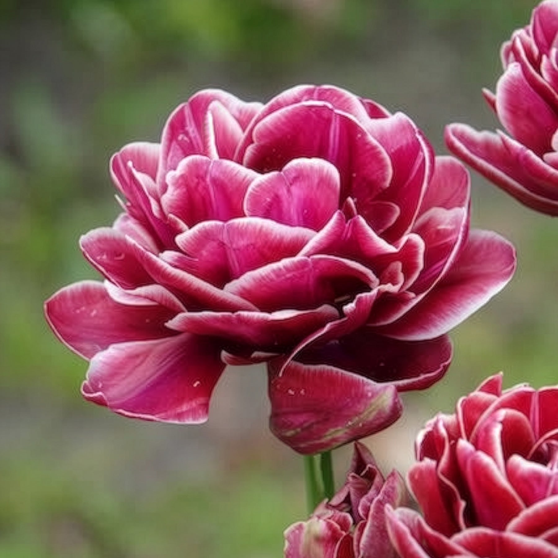 Vente 7 Tulipes à fleurs de pivoine Dream Touch - Tulipa