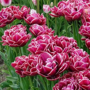 Vente 7 Tulipes à fleurs de pivoine Dream Touch - Tulipe