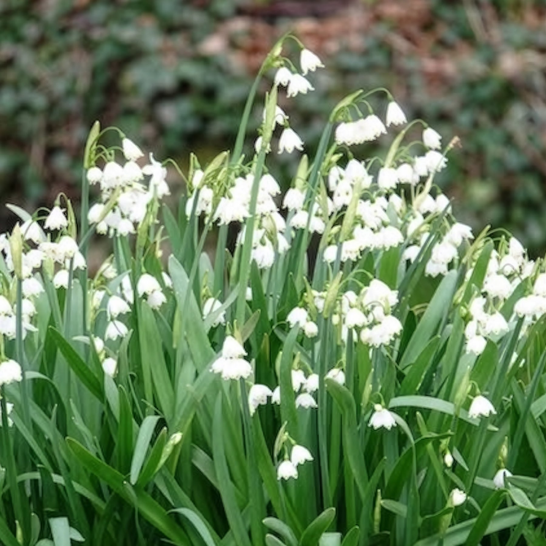 Bulbes à floraison printanière - 8 Nivéoles d'été - Leucojum aestivum